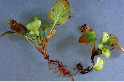 Root symptoms in plants affected by Thielaviopsis basicola